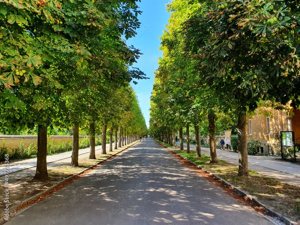 Avenue of trees in the park, Germany Avenue of trees in the park, Germany