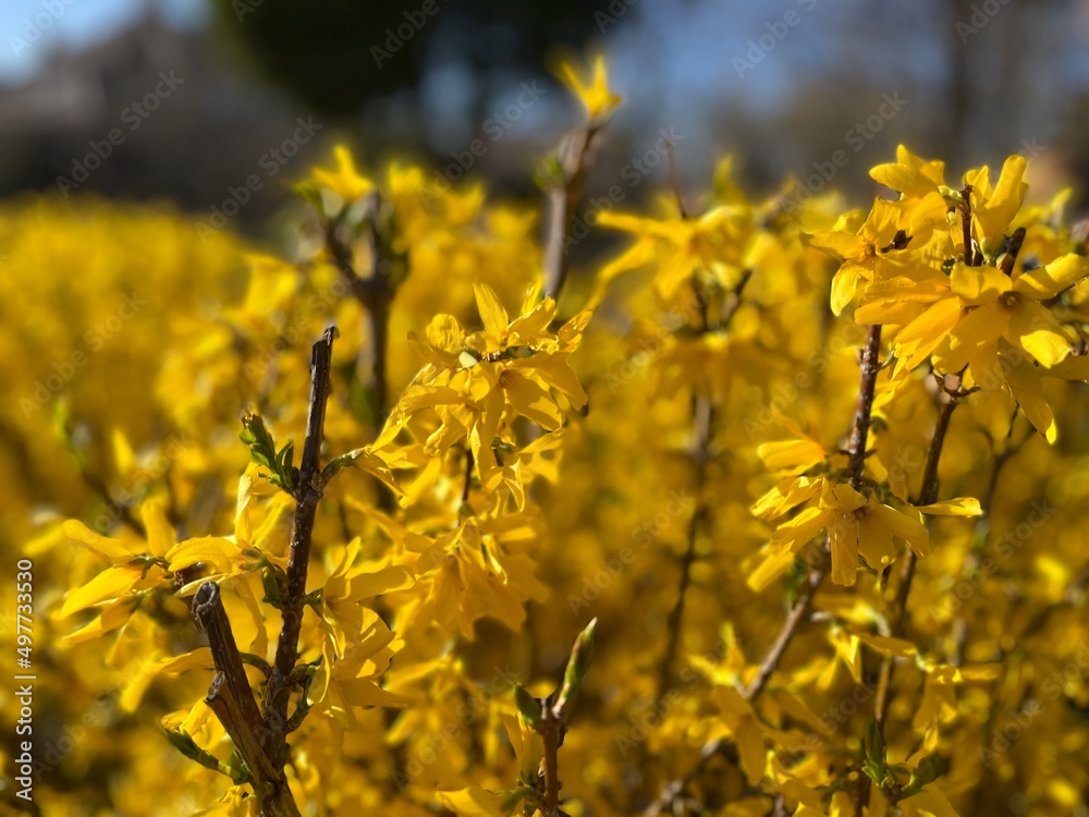 Obraz premium Closeup of unusual bush with tinу yellow flowers on twigs. Flowers with yellow petals that grow and blossom on the bush. Forsythia