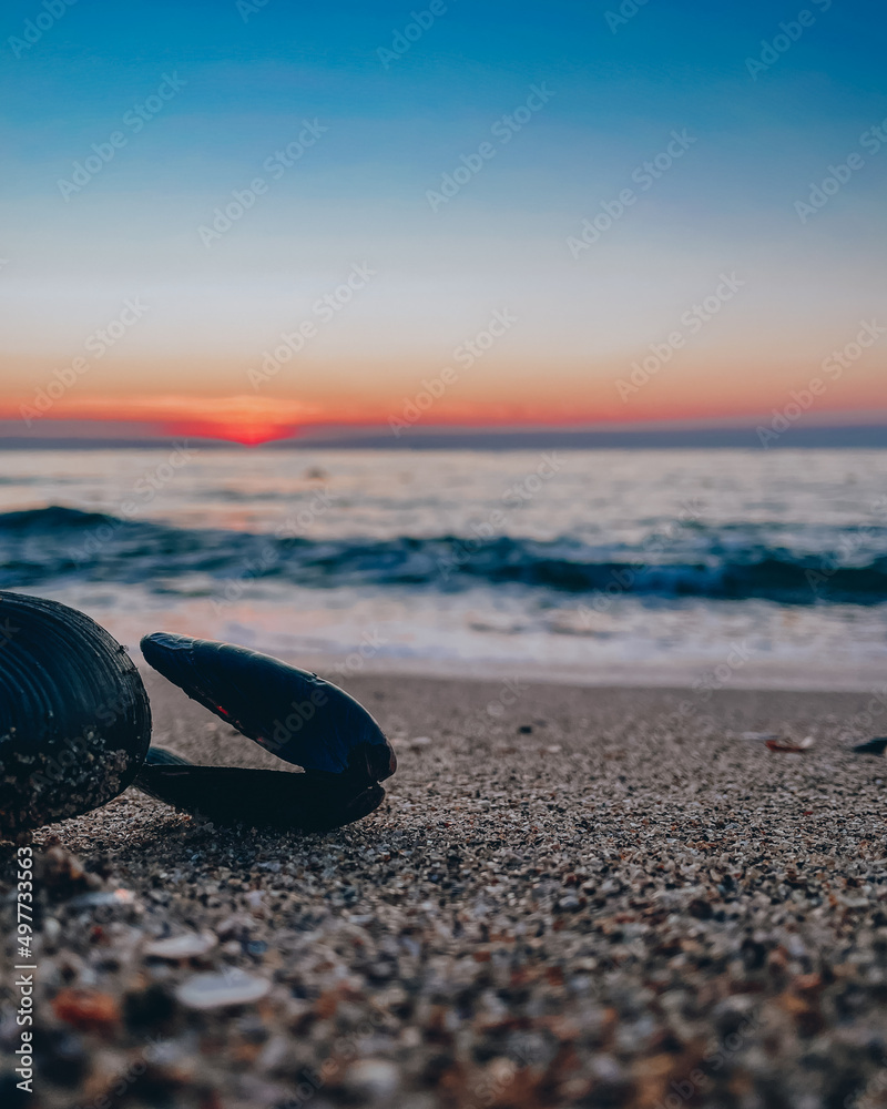 Mussels on the beach in the morning Mussels on the beach in the morning
