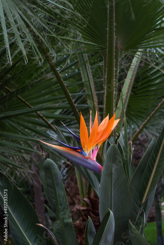 Bird of paradise exotic orange flower on strelitzia reginale plant on green background with palm leaves. Crete island, Greece. Shallow depth of field, vertical tropical pattern in bright colors