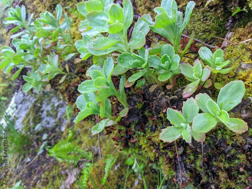 Obraz premium Green dew