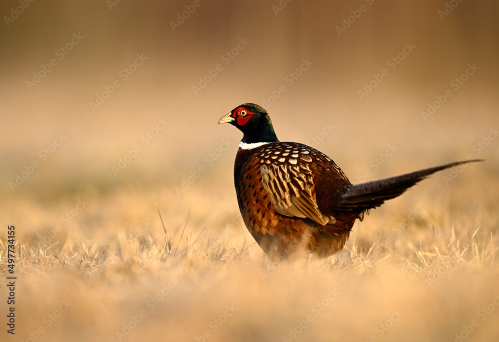 Ringneck Pheasant (Phasianus colchicus) male close up Ringneck Pheasant (Phasianus colchicus) male close up