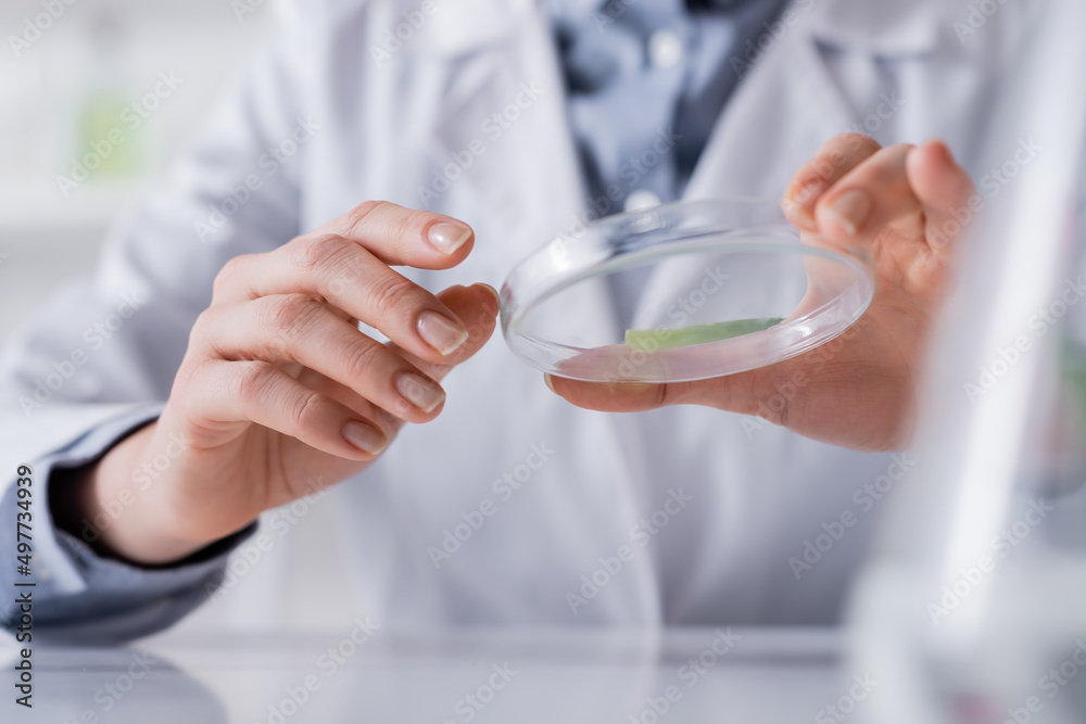 cropped view of laboratory assistant holding test plate with aloe sample. cropped view of laboratory assistant holding test plate with aloe sample.