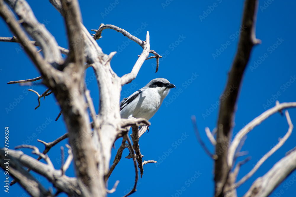 Great Grey Shrike perching on a dead tree Great Grey Shrike perching on a dead tree