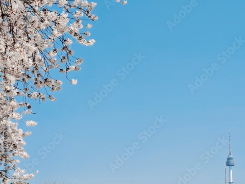 Canvas Print Blooming cherry blossom and N Seoul Tower (Namsan Tower)