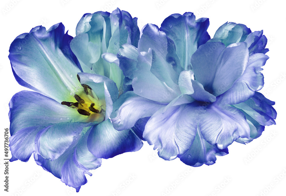 Purple  tulips flowers  isolated on  white background.. Closeup. Nature.