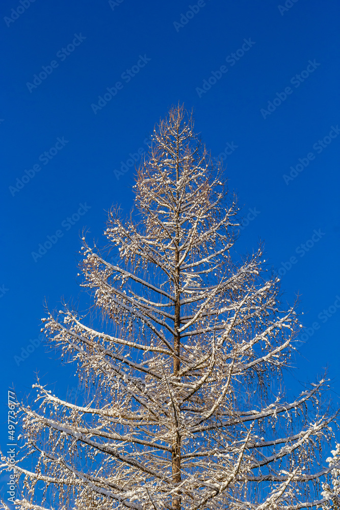 Winter forest with snow on trees and floor Winter forest with snow on trees and floor