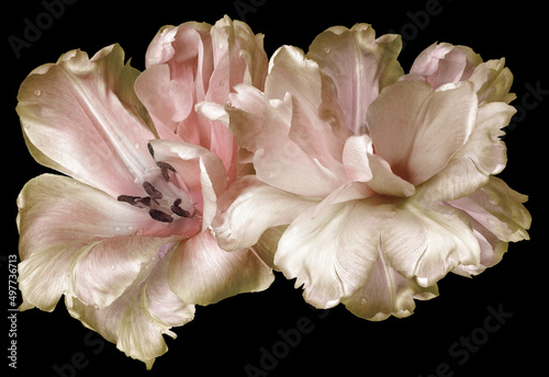 Pink  tulips flowers  isolated on black background.. Closeup. Nature.
