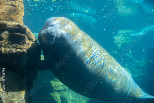 A manatee swims in an aquarium.