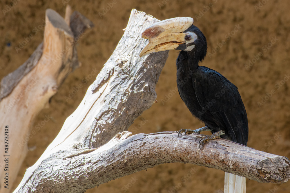 Obraz premium Palawan hornbill (Anthracoceros marchei) perched in a tree close up.