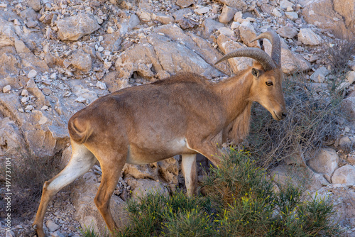 Arabian Tahr (Arabitragus jayakari) male walking on rocks rocks in the middle east mountains on Jebal Hafeet. photo