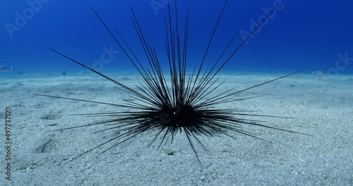 long spine sea urchin underwater  long spines moving in blue ocean scenery seaurchins photo