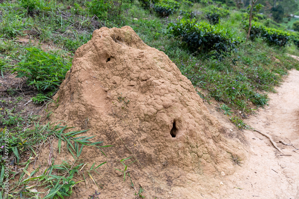 Sri Lanka. Ella. A termite mound is an above ground part of a termite dwelling. Sri Lanka. Ella. A termite mound is an above ground part of a termite dwelling.