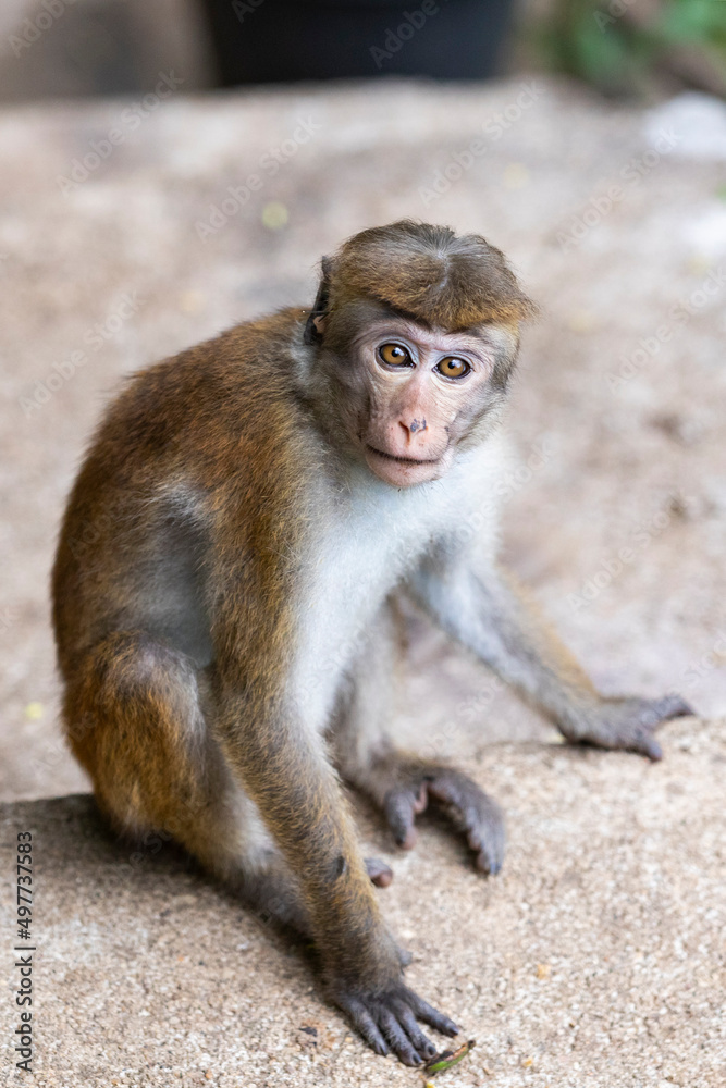 Sri Lanka. Ella. The Ceylon macaque isa primate of the marmoset family.