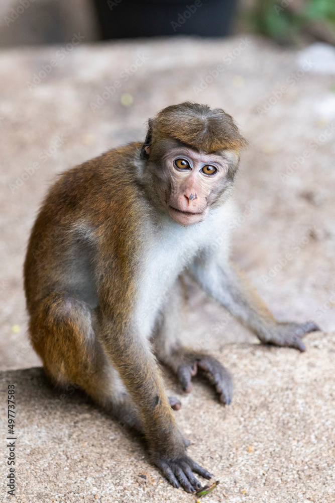 Sri Lanka. Ella. The Ceylon macaque isa primate of the marmoset family. Sri Lanka. Ella. The Ceylon macaque isa primate of the marmoset family.