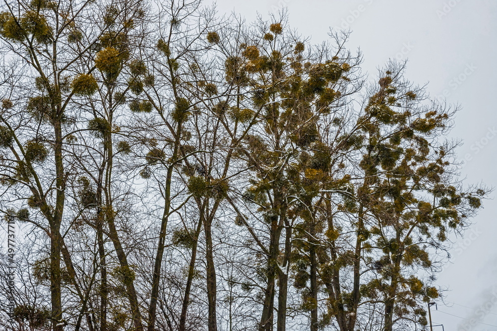 Obraz premium Green Mistletoes on a tree. Viscum album is a hemiparasite native to Europe and parts of Asia