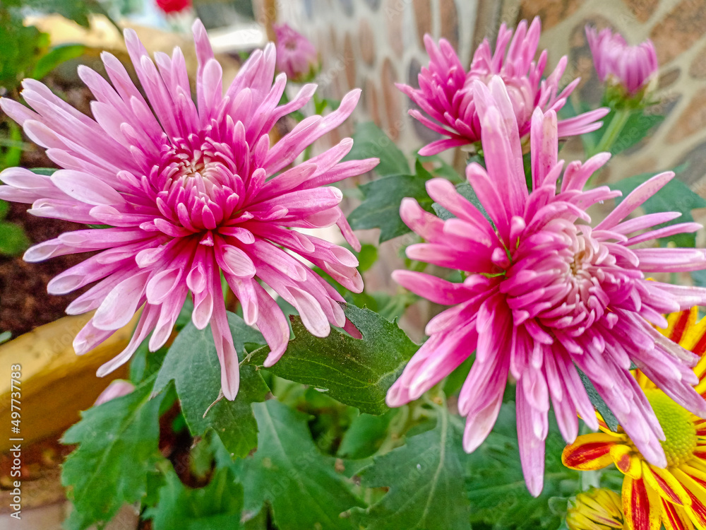 Chrysanthemum purple flower at garden Chrysanthemum purple flower at garden