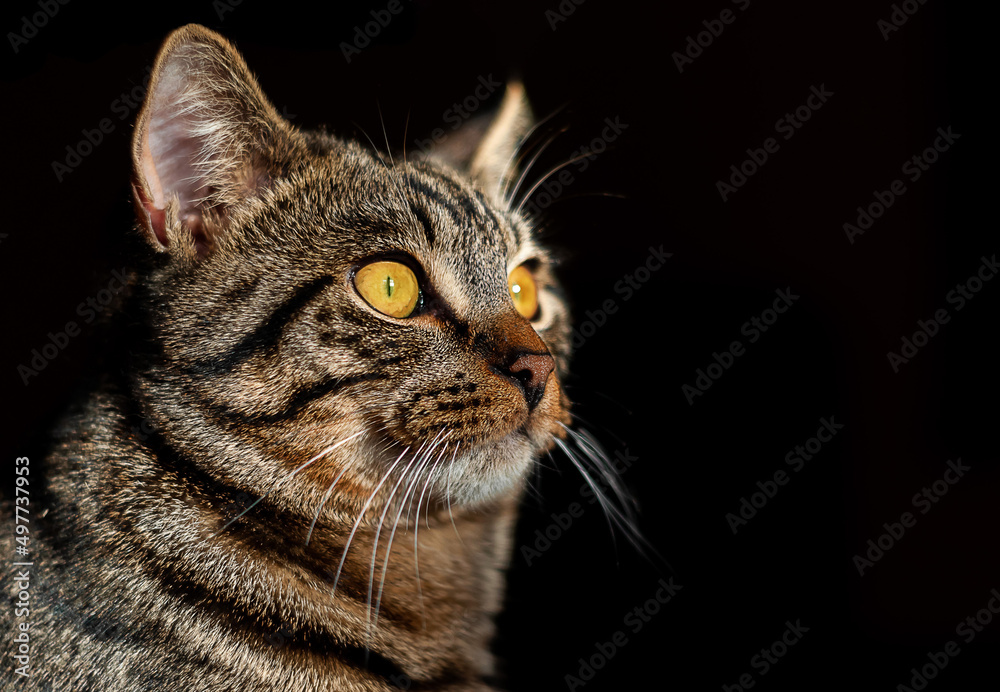 Portrait of a striped cat with yellow eyes on a black background. Space for text