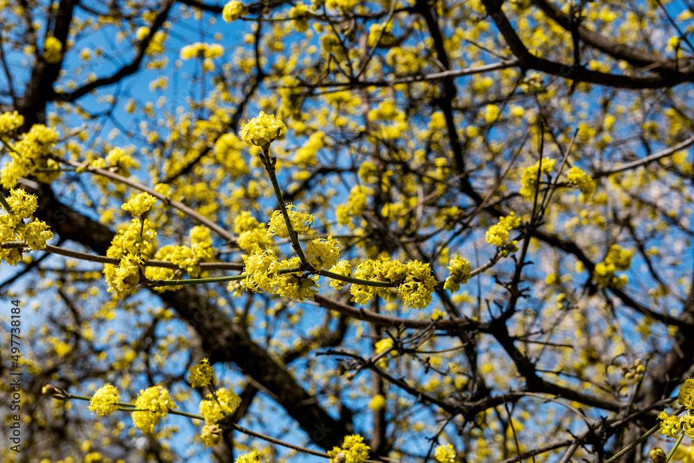 yellow flowers and blue sky in spring sunny warm day yellow flowers and blue sky in spring sunny warm day