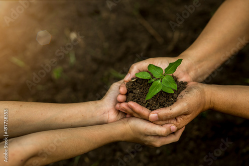 Hands of the farmer are planting the seedlings into the soil