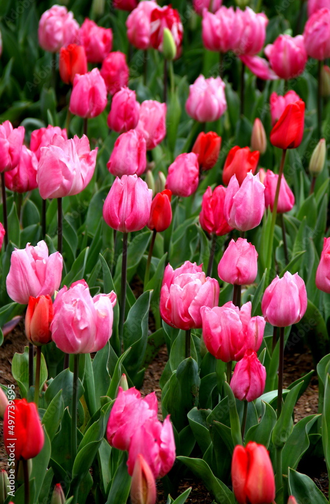 Bright pink and red tulips in full bloom close up at Emirgan Park during the Tulip Festival in Istanbul, Turkey	