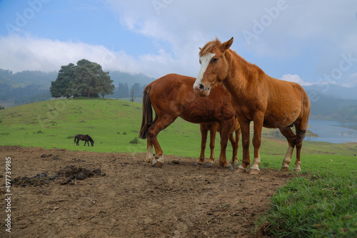 horse  in  kodaikanal ©  Abhi
