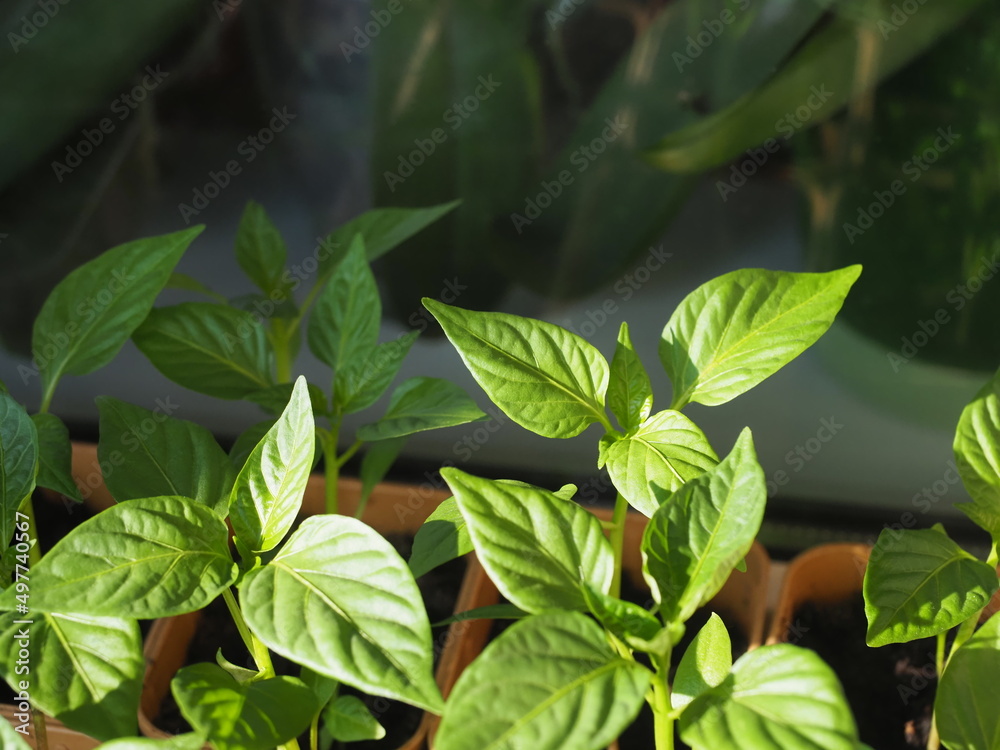 seedlings of pepper in pots on the windowsill