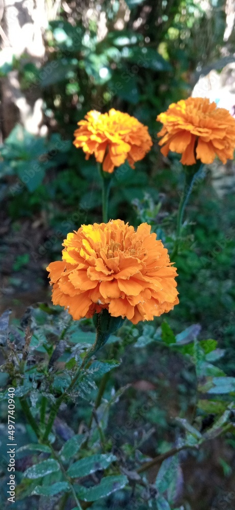 Marigolds. Marigolds.
