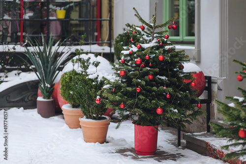 Green decorative Christmas trees stand in pots on the snow near a store with green doors in Lviv  Ukraine. Winter snow. New Year s Eve and Christmas.