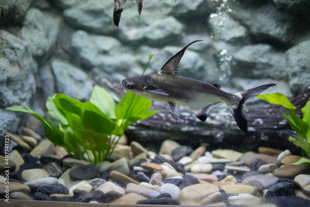 Naklejka premium CHAO PHRAYA GIANT CATFISH