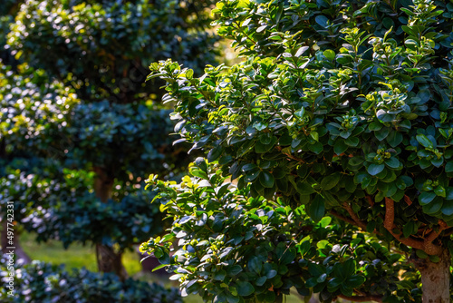 Close-up of lush banyan trees in the park