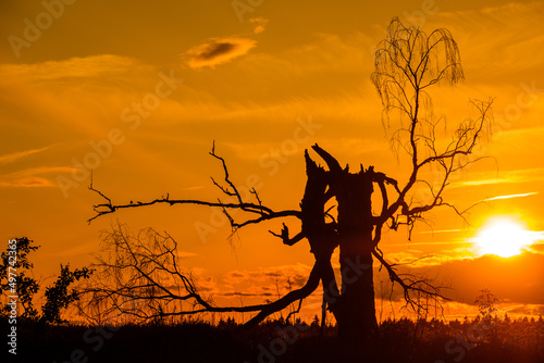 Old dead birch in sunset with sun