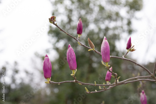 Magnolia soulangeana is also called a saucer-shaped magnolia, pink buds on a tree branch are preparing to bloom. Early spring photo