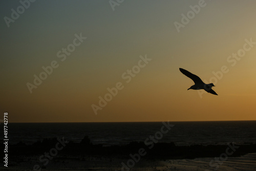 the silhouette of a seagull at sunset
