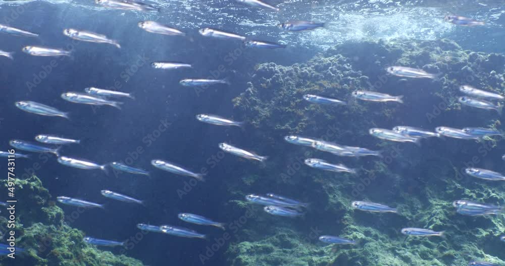 waves on rocks sun shine sun rays and sun beams underwater school of little fish sardine silversides slow ocean scenery waves on rocks sun shine sun rays and sun beams underwater school of little fish sardine silversides slow ocean scenery