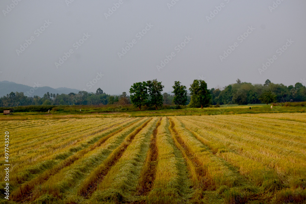 Green fields and white flowers in nature