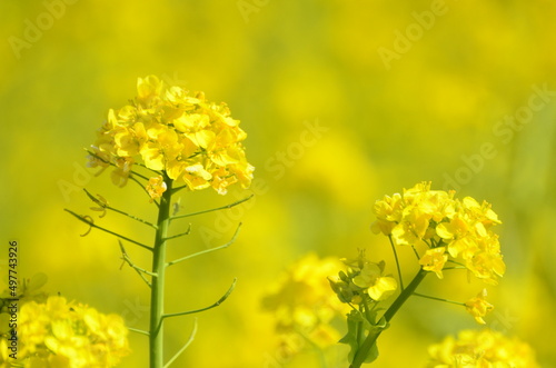 菜の花畑