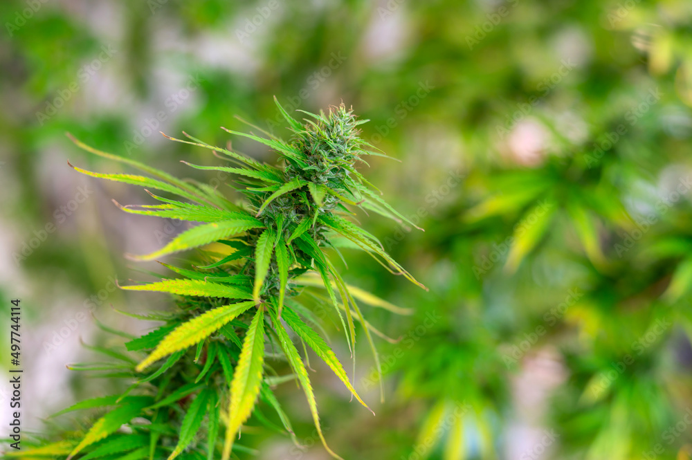 Close up Green cannabis leaf on blurred background.sativa marijuana plant.leaves view from above, beautiful wallpaper background.Photo select focus. Close up Green cannabis leaf on blurred background.sativa marijuana plant.leaves view from above, beautiful wallpaper background.Photo select focus.