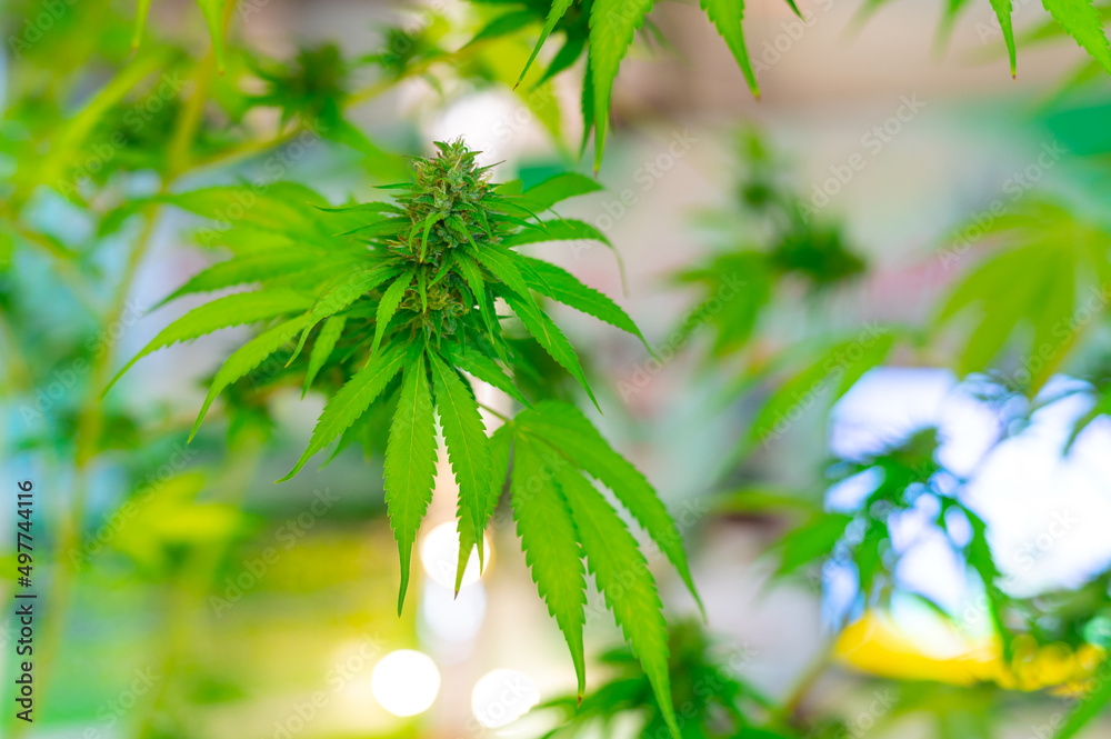 Close up Green cannabis leaf on blurred background.sativa marijuana plant.leaves view from above, beautiful wallpaper background.Photo select focus. Close up Green cannabis leaf on blurred background.sativa marijuana plant.leaves view from above, beautiful wallpaper background.Photo select focus.