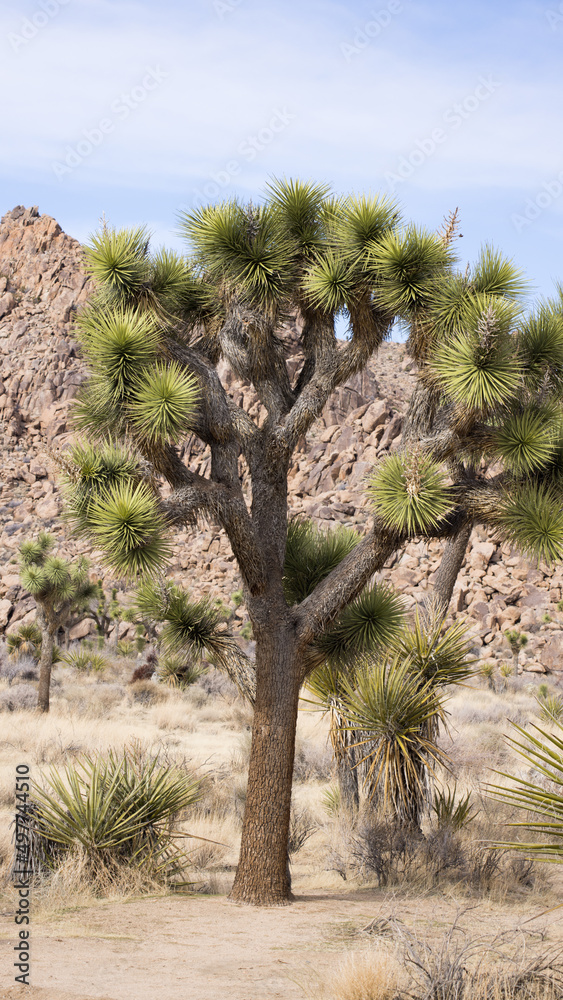 Joshua Trees in Southern California Joshua Trees in Southern California