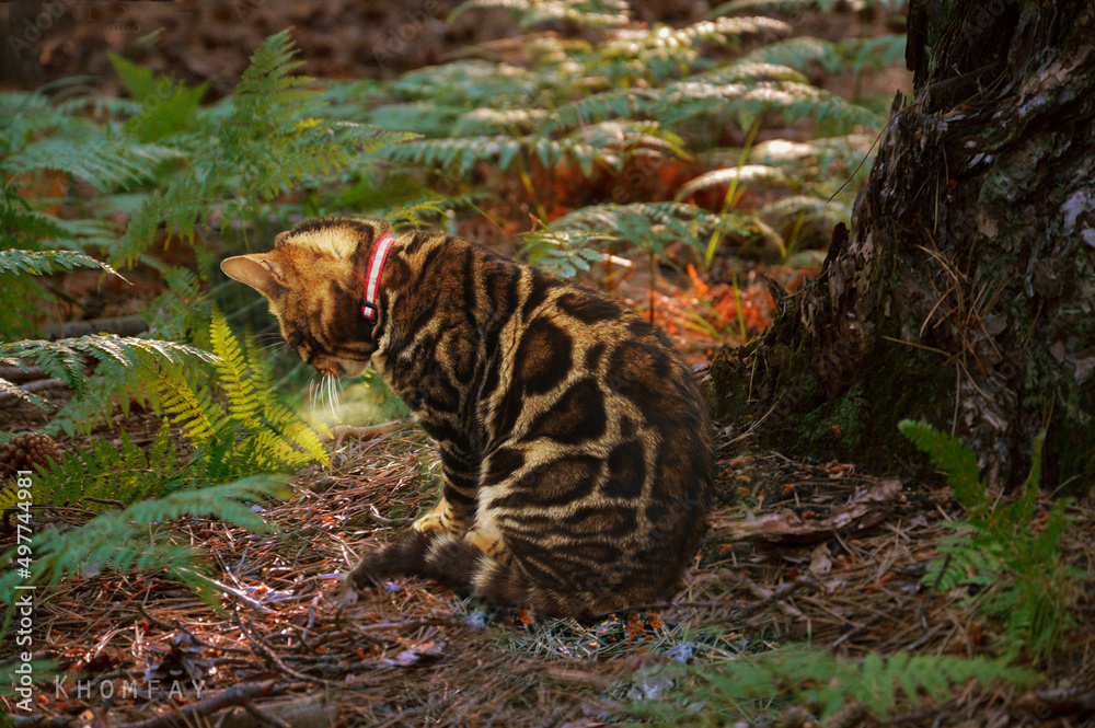 Gatto bengala khoomfay tra le felci Gatto bengala khoomfay tra le felci