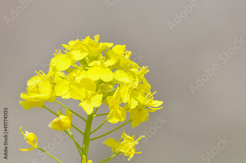 菜の花畑