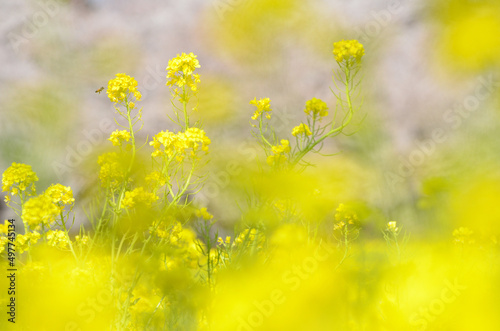 菜の花と蜂