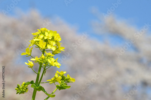 菜の花畑