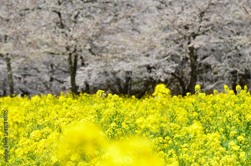 菜の花畑