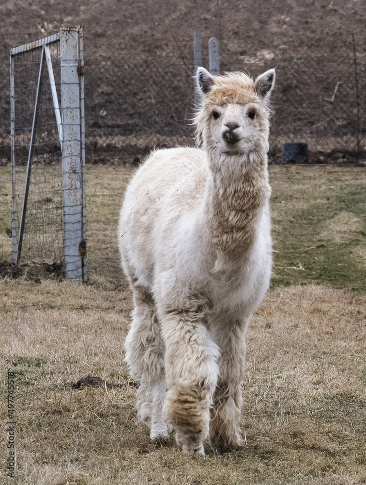 A lonely alpaca standing in a breeding yard. A lonely alpaca standing in a breeding yard.
