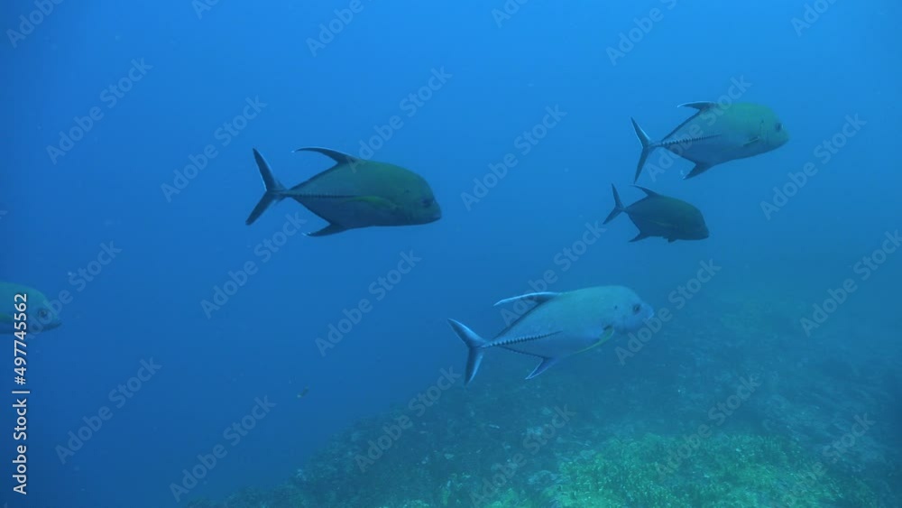 Small group of Trevally passing in front of camera in blue ocean Small group of Trevally passing in front of camera in blue ocean