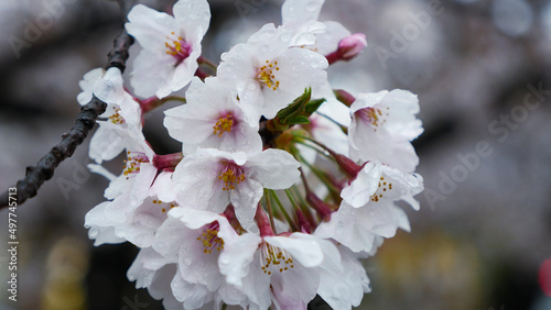濡れ桜4