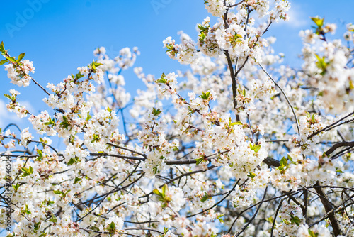 white flowers of blooming apricot tree in spring