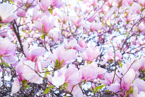 pink flowers of blooming magnolia tree in spring. macro and copy space